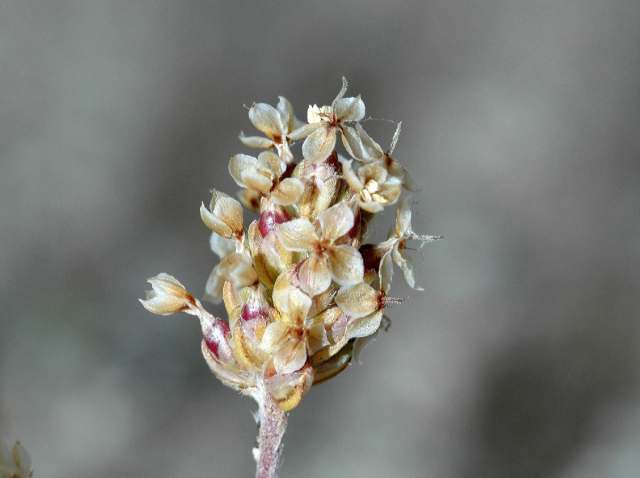 اسفرزه Plantago ovata 7